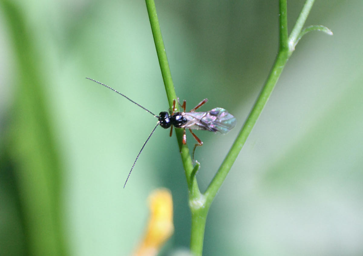 piccolo imenottero da identificare